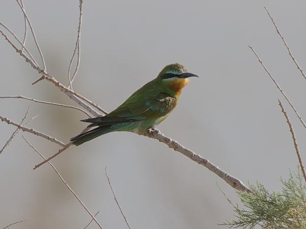 <h3><a href="/trips/marokko/biota/animalia/chordata/aves/037 coraciiformes/006 meropidae/merops persicus/merops persicus-nl.html">Merops&nbsp;persicus</a> / Blue‑cheeked&nbsp;bee‑eater / Groene&nbsp;bijeneter</h3>OM-1 Mark II met OLYMPUS M.150-400mm F4.5 TC, 1/2000 sec  bij F5.6, ISO 800, afstand 47.0&nbsp;m